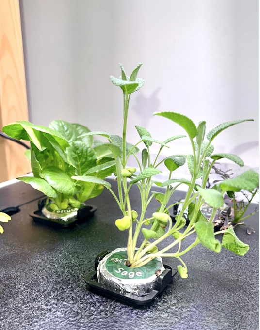 Screenshot-2024-10-19-at-12.48.53 AM The Best Smart Indoor Gardens for 2025: Grow Fresh at Home!